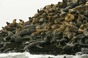 <b class=qtipBold><figcaption>GM1E53T0MNF01</figcaption></b><br>A colony of sea lions is seen on the Palomino islands, some 8 km (5 miles) from Callao's Port on the central coast of Peru, March 28, 2009. In certain periods of the year, the island houses about 8, 000 sea lions, making it one of the biggest colonies of these animals on the shores of Peru. REUTERS/Enrique Castro-Mendivil (PERU ENVIRONMENT ANIMALS IMAGE OF THE DAY TOP PICTURE) GM1E53T0MNF01