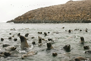 <b class=qtipBold><figcaption>GM1E53T0QOJ01</figcaption></b><br>Sea lions swim in front of the Palomino islands some 8 kms (5 miles) from Callao's Port in the central coast of Peru March 28, 2009. In certain periods of the year, the islands house about 8, 000 sea lions, making it one of the biggest colonies of these animals on the shores of Peru. REUTERS/Enrique Castro-Mendivil (PERU ENVIRONMENT ANIMALS) GM1E53T0QOJ01