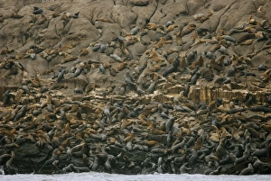 <b class=qtipBold><figcaption>GM1E53T0WEP01</figcaption></b><br>A colony of sea lions is seen at the Palomino islands, some 8 km (5 miles) from Callao's Port on the central coast of Peru, March 28, 2009. During some periods of the year, the islands houses about 8, 000 sea lions, making it one of the biggest colonies of these animals on the shores of Peru. REUTERS/Enrique Castro-Mendivil (PERU ENVIRONMENT ANIMALS) GM1E53T0WEP01
