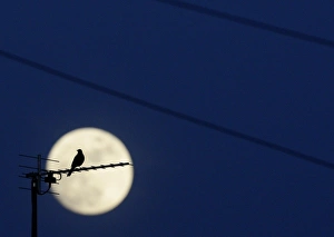 <b class=qtipBold><figcaption>GM1E5490B5K01</figcaption></b><br>A bird is silhouetted against the moon as it roosts on a television antenna in Ibstock, central England April 8, 2009. REUTERS/Darren Staples (BRITAIN ENVIRONMENT ANIMALS SOCIETY IMAGE OF THE DAY TOP PICTURE) GM1E5490B5K01