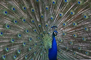 <b class=qtipBold><figcaption>GM1E54R03WQ01</figcaption></b><br>A peacock opens its tail feathers at a park in central Madrid April 26, 2009. REUTERS/Paul Hanna (SPAIN SOCIETY ENVIRONMENT ANIMALS) GM1E54R03WQ01