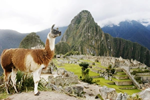 Peru Prints: GM1E5610V2201