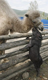 <b class=qtipBold><figcaption>GM1E5621KEF01</figcaption></b><br>Three-month-old Asian camel Ldinka bends over a fence to nuzzle against an adult Vietnamese miniature pig at Royev Ruchey Zoo in the Siberian city of Krasnoyarsk, June 2, 2009. REUTERS/Ilya Naymushin (RUSSIA ANIMALS) GM1E5621KEF01