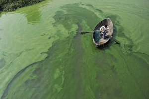 <b class=qtipBold><figcaption>GM1E56H0WIA01</figcaption></b><br>A fisherman rows a boat in the algae-filled Chaohu Lake in Hefei, Anhui province, June 16, 2009. The country has invested 51 billion yuan towards the construction of 2, 712 projects for the treatment of eight rivers and lakes including Huaihe River, Haihe River, Liaohe River, Chaohu Lake, Dianchi Lake, Songhua River, the Three Gorges region of the Yangtze River and its upstream area, Xinhua News Agency reported. Picture taken June 16, 2009. REUTERS/Stringer (CHINA ENVIRONMENT SOCIETY IMAGES OF THE DAY) CHINA OUT. NO COMMERCIAL OR EDITORIAL SALES IN CHINA GM1E56H0WIA01