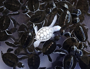 <b class=qtipBold><figcaption>GM1E56J1JU401</figcaption></b><br>An albino baby turtle swims with green sea babies turtle in a pond at Khram island, about 30 km (19 miles) from Pattaya, east of Bangkok June 17, 2009. Special care is given to around 15, 000 green and hawksbill baby turtles hatched and housed at the navy's conservation center each year. Once the baby turtles' shells are big and strong enough to protect them from various predators at about six-months-old the young turtles are released to the sea. Picture taken June 17, 2009. REUTERS/Chaiwat Subprasom (THAILAND ANIMALS SOCIETY) GM1E56J1JU401