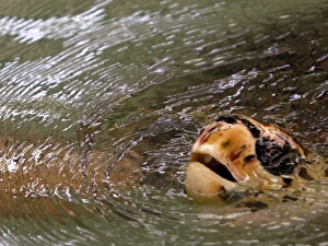 <b class=qtipBold><figcaption>GM1E56J1JUB01</figcaption></b><br>A hawksbill sea turtle swims in a tank at the Sea Turtle Conservation Center of the Royal Thai Navy in Sattahip, Chonburi province, east of Bangkok June 16, 2009. Picture taken June 16, 2009. REUTERS/Chaiwat Subprasom (THAILAND ANIMALS SOCIETY) GM1E56J1JUB01