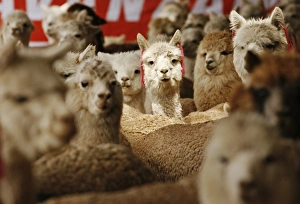 <b class=qtipBold><figcaption>GM1E56R0UN802</figcaption></b><br>Adult and baby alpacas are pictured during the inauguration of an alpacas shelter at Ticlio, 15, 610 ft (4, 758 metres) above sea level in the Andean region of Lima June 26, 2009. In recent years more than 12, 000 shelters had been built to protect some 100, 000 alpacas from the cold waves and rains in the Peruvian Andes, the Peruvian Agriculture Ministry said in a statement. REUTERS/Enrique Castro-Mendivil (PERU AGRICULTURE ANIMALS SOCIETY) GM1E56R0UN802