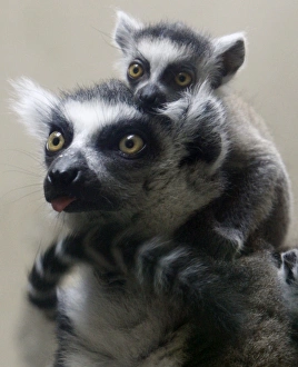 <b class=qtipBold><figcaption>GM1E57B1CW201</figcaption></b><br>A baby ring-tailed lemur cuddles with its mother in their enclosure at Ueno Zoo in Tokyo July 11, 2009. REUTERS/Yuriko Nakao (JAPAN ANIMALS) GM1E57B1CW201