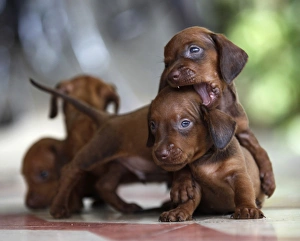 <b class=qtipBold><figcaption>GM1E57K13WO01</figcaption></b><br>Dachshund puppies play in Sagua La Grande, province of Villaclara in central Cuba, July 19, 2009. REUTERS/Desmond Boylan (CUBA SOCIETY ANIMALS) GM1E57K13WO01