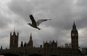<b class=qtipBold><figcaption>GM1E585017G01</figcaption></b><br>A sea gull flies past the Houses of Parliament on an overcast summer's day in London, August 4, 2009. REUTERS/Andrew Winning (BRITAIN ENVIRONMENT TRAVEL IMAGES OF THE DAY) GM1E585017G01