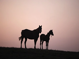 <b class=qtipBold><figcaption>GM1E58I1ENY01</figcaption></b><br>A foal walks with his mother at The Karacabey Pension Stud farm in the western Turkish town of Karacabey August 18, 2009.The Karacabey Pension Stud farm, running over 361 hectares, is the biggest stud farm in Turkey and has one the largest paddocks in Europe, according to its website. The government run farm has more than 220 staff and its horse population rises as high at 1, 200 between January and June each year. REUTERS/Osman Orsal (TURKEY SPORT HORSE RACING SOCIETY ANIMALS) GM1E58I1ENY01