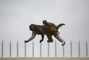 <b class=qtipBold><figcaption>GM1E5941SAD01</figcaption></b><br>A monkey along with its baby walks on top of a gate in the ruins of the Feroz Shah Kotla mosque in New Delhi September 4, 2009. REUTERS/Parth Sanyal (INDIA ANIMALS) GM1E5941SAD01