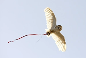 <b class=qtipBold><figcaption>GM1E59603RW01</figcaption></b><br>A barn owl flies at a falconry demonstration during International Vulture Awareness Day, outside Zurrieq, on the southern coast of Malta, September 5, 2009. Members of the Fridericus Rex Malta Falconers, which is affiliated to the International Association for Falconry and the Conservation of Birds of Prey, took part in the event to raise awareness on the need to protect vultures around the world. REUTERS/Darrin Zammit Lupi (MALTA ANIMALS ENVIRONMENT SOCIETY) MALTA OUT. NO COMMERCIAL OR EDITORIAL SALES IN MALTA GM1E59603RW01