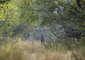 <b class=qtipBold><figcaption>GM1E59709RH01</figcaption></b><br>A deer stands in a forest in the 30 km (19 miles) exclusion zone around the Chernobyl nuclear reactor near the village of Babchin, which is situated now in radiation-ecology reserve, some 370 km (229 miles) southeast of Minsk, September 5, 2009. Wildlife in the exclusion zone has been teeming despite radiation, since people left the area around Chernobyl after the 1986 nuclear disaster, keepers of the reserve said. Photo taken September 5, 2009. REUTERS/Vasily Fedosenko (BELARUS ANIMALS DISASTER ENVIRONMENT SOCIETY) GM1E59709RH01