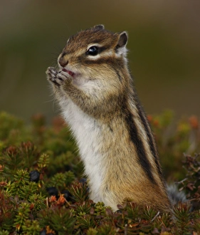 <b class=qtipBold><figcaption>GM1E59N1KXP01</figcaption></b><br>A chipmunk is seen eating on a dwarf stone pine at Mount Asahi, the tallest mountain in Japan's nothern island of Hokkaido, in Higashikawa town September 23, 2009. REUTERS/Yuriko Nakao (JAPAN ENVIRONMENT ANIMALS IMAGES OF THE DAY) GM1E59N1KXP01