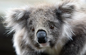 <b class=qtipBold><figcaption>GM1E5AF0VXA01</figcaption></b><br>A juvenile koala is seen at an animal park near Melbourne October 15, 2009. Koalas are marsupial herbivores native to Australia that feeds on almost entirely eucalypt leaves. (ANIMALS ENVIRONMENT SOCIETY) GM1E5AF0VXA01