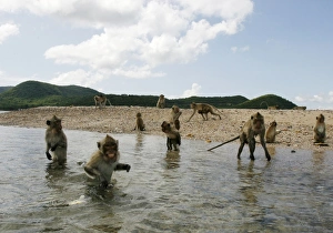 <b class=qtipBold><figcaption>GM1E5AL1FG101</figcaption></b><br>Long-tailed macaques wade into the sea to get fruits thrown from a Navy boat off Kledkaew island, Sattahip district, Chonburi province October 21, 2009. Hundreds of monkeys live on the offshore island which is located within the Naval training base. The Navy regularly supplies food to the monkeys after reports that many drowned while trying to catch fish from the sea. REUTERS/Chaiwat Subprasom (THAILAND ANIMALS SOCIETY) GM1E5AL1FG101