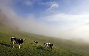 <b class=qtipBold><figcaption>GM1E5B51QEA01</figcaption></b><br>Cows graze in a field in Trub, near Bern November 5, 2009. REUTERS/Michael Buholzer (SWITZERLAND ANIMALS AGRICULTURE) GM1E5B51QEA01