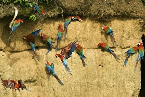 <b class=qtipBold><figcaption>GM1E5B51RKN01</figcaption></b><br>Red and Green Macaws are seen on a clay lick at the Manu Biosphere Reserve in Peru's southern Amazon region of Madre de Dios November 2, 2009. This 1.8 million hectares reserve is the home of 600 birds species and 11 monkey species among other animals, as caymans and mammals, and has one of the highest levels of biodiversity of any park in the world with more than 200 varieties of trees found in one hectare. Picture taken November 2, 2009. REUTERS/Enrique Castro-Mendivil (PERU ENVIRONMENT TRAVEL) GM1E5B51RKN01