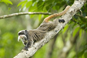<b class=qtipBold><figcaption>GM1E5B51RMD01</figcaption></b><br>An Emperor Tamarin monkey is seen at the Manu Biosphere Reserve in Peru's southern Amazon region of Madre de Dios November 3, 2009. This 1.8 million hectares reserve is the home of 600 birds species and 11 monkey species among other animals, as caymans and mammals, and has one of the highest levels of biodiversity of any park in the world with more than 200 varieties of trees found in one hectare. Picture taken November 3, 2009. REUTERS/Enrique Castro-Mendivil (PERU ENVIRONMENT TRAVEL ANIMALS) GM1E5B51RMD01