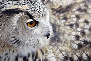 <b class=qtipBold><figcaption>GM1E5BJ07JA01</figcaption></b><br>An eagle-owl, which rose in captivity, in seen in the Russian Falcon centre at the Research Institute for Nature protection in Moscow, November 18, 2009. REUTERS/Denis Sinyakov (RUSSIA ANIMALS) GM1E5BJ07JA01