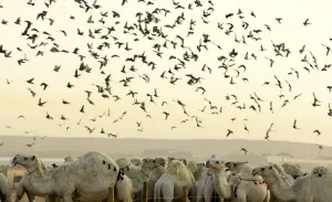 <b class=qtipBold><figcaption>GM1E5BO18DN01</figcaption></b><br>Pigeons fly over camels at a cattle market near Riyadh November 24, 2009. Muslims across the world are preparing to celebrate the annual festival of Eid al-Adha or the Festival of Sacrifice, which marks the end of the haj pilgrimage to Mecca by hundreds of millions of Muslims around the world, by slaughtering goats, sheep and cattle in commemoration of the Prophet Abraham's readiness to sacrifice his son to show obedience to Allah. REUTERS/Fahad Shadeed (SAUDI ARABIA POLITICS) GM1E5BO18DN01
