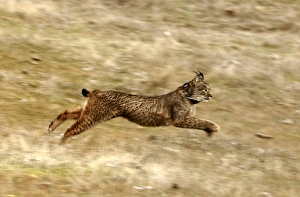 <b class=qtipBold><figcaption>GM1E5CF01VE01</figcaption></b><br>An Iberian lynx runs after being released in Villafranca de Cordoba, southern Spain December 14, 2009. The Andalusia regional environment ministry delivers an experimental reintroduction of the Iberian lynx for a programme aimed at breeding the animal in captivity. REUTERS/Marcelo del Pozo (SPAIN - Tags: ANIMALS ENVIRONMENT SOCIETY) GM1E5CF01VE01