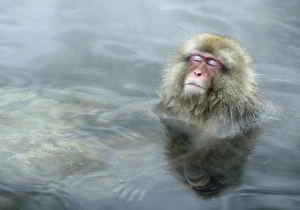 <b class=qtipBold><figcaption>GM1E5CU1C1J01</figcaption></b><br>A Japanese Macaque (or Snow Monkey) soaks in a hot spring in Yamanouchi town, central Japan, December 17, 2009. REUTERS/Pablo Sanchez (JAPAN - Tags: ANIMALS) GM1E5CU1C1J01