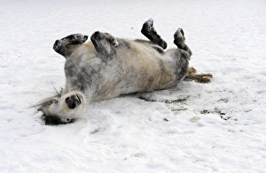<b class=qtipBold><figcaption>GM1E6111T1601</figcaption></b><br>A horse rolls in the snow in its field near Helperby, northern England January 1, 2010. REUTERS/Nigel Roddis (BRITAIN - Tags: ENVIRONMENT ANIMALS SOCIETY) GM1E6111T1601