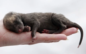 <b class=qtipBold><figcaption>GM1E64J19PL01</figcaption></b><br>An employee holds a sleeping five-day-old red fox cub at the "Royev Ruchey" zoo in the Siberian city of Krasnoyarsk, April 19, 2010. REUTERS/Ilya Naymushin (RUSSIA - Tags: ANIMALS ENVIRONMENT IMAGES OF THE DAY) GM1E64J19PL01