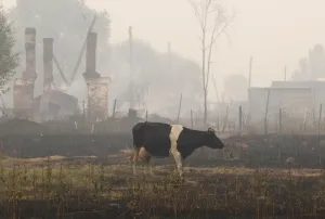 <b class=qtipBold><figcaption>GM1E67U1SIS01</figcaption></b><br>A cow grazes on the burnt ground near the ruins of a building outside the town of Vyksa, some 150 km (93 miles) south-west of the Volga city of Nizhny Novgorod, July 30, 2010. Forest fires sweeping across parts of Russia on Friday killed at least 23 people and forced the evacuation of thousands in the hottest summer weather since records began 130 years ago. REUTERS/Mikhail Voskresensky (RUSSIA - Tags: ENVIRONMENT DISASTER) GM1E67U1SIS01