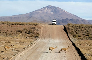 <b class=qtipBold><figcaption>GM1E68816HN01</figcaption></b><br>Vicunas cross National Route 40, near Huancar town in the Argentine Puna region of San Salvador de Jujuy, 3, 900 metres (12, 795 feet) above sea level August 7, 2010. REUTERS/Enrique Marcarian (ARGENTINA - Tags: ENVIRONMENT ANIMALS) GM1E68816HN01