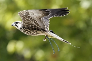 <b class=qtipBold><figcaption>GM1E6941SZH01</figcaption></b><br>A kite flies during a during a falconry demonstration at the Alameda garden in Pontevedra City in northwestern Spain September 4, 2010. REUTERS/Miguel Vidal (SPAIN - Tags: ANIMALS) GM1E6941SZH01