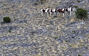 <b class=qtipBold><figcaption>GM1E6990J4F01</figcaption></b><br>Wild horses look down from a ridge towards the corrals as they are gathered by the Bureau of Land Management in the Conger Mountains near Border in Utah September 8, 2010. The BLM plans to round-up approximately 480 wild horses for placement in the BLM's adoption program or long-term pastures. REUTERS/Jim Urquhart (UNITED STATES - Tags: ANIMALS SOCIETY) GM1E6990J4F01
