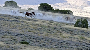 <b class=qtipBold><figcaption>GM1E6990K7K01</figcaption></b><br>Wild horses run down a ridge as they are gathered by the Bureau of Land Management in the Conger Mountains near Border in Utah, September 8, 2010. The BLM plans to round-up approximately 480 wild horses for placement in the BLM's adoption program or long-term pastures. REUTERS/Jim Urquhart (UNITED STATES - Tags: SOCIETY) GM1E6990K7K01