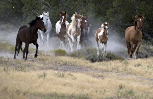 <b class=qtipBold><figcaption>GM1E6990KCO01</figcaption></b><br>Wild horses run as they are gathered by the Bureau of Land Management in the Conger Mountains near Border in Utah, September 8, 2010. The BLM plans to round-up approximately 480 wild horses for placement in the BLM's adoption program or long-term pastures. REUTERS/Jim Urquhart (UNITED STATES - Tags: SOCIETY ANIMALS) GM1E6990KCO01