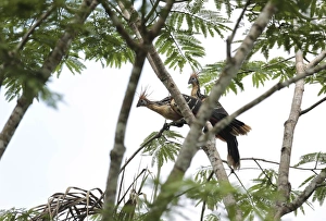 <b class=qtipBold><figcaption>GM1E69F0YPQ01</figcaption></b><br>Hoatzins perch on a tree at the Yasuni National Park September 8, 2010. Ecuador is launching a one-of-a-kind initiative to protect a jungle reserve in the park that contains not only a huge variety of plants and animals but 20 percent of the country's crude oil. Picture taken September 8, 2010. To match Feature ECUADOR-YASUNI/ REUTERS/Guillermo Granja (ECUADOR - Tags: ENVIRONMENT) GM1E69F0YPQ01