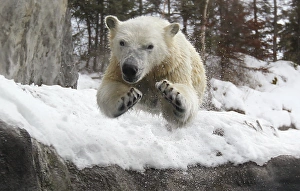 <b class=qtipBold><figcaption>GM1E6C10ZR401</figcaption></b><br>Ganuk, the polar bear cub, jumps into water at the St-Felicien Wildlife Zoo in St-Felicien, Quebec November 30, 2010. Ganuk and Taiga, the polar bear cubs, celebrated their first birthday today. REUTERS/Mathieu Belanger (CANADA - Tags: ANIMALS) GM1E6C10ZR401