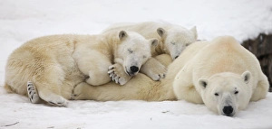 <b class=qtipBold><figcaption>GM1E6C10ZT401</figcaption></b><br>Ganuk and Taiga, the polar bear cubs, sleeps on their mother's back at the St-Felicien Wildlife Zoo in St-Felicien, Quebec November 30, 2010. Ganuk and Taiga, the polar bear cubs, celebrated their first birthday today. REUTERS/Mathieu Belanger (CANADA - Tags: ANIMALS) GM1E6C10ZT401