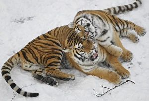 <b class=qtipBold><figcaption>GM1E6C111MT01</figcaption></b><br>Siberian tigers play together at the St-Felicien Wildlife zoo in St-Felicien, Quebec November 30, 2010. According to National Geographic, the wild population of Siberian tigers, also called Amur tiger, is estimated between 400 and 500 and is classified as an endangered species. REUTERS/Mathieu Belanger (CANADA - Tags: ANIMALS) GM1E6C111MT01