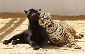 <b class=qtipBold><figcaption>GM1E75C1RW501</figcaption></b><br>Lolo, a black jaguar, plays with Ward, her 14-month-old spotted cub, inside their enclosure at the zoo in Amman May 12, 2011. REUTERS/Ali Jarekji (JORDAN - Tags: ANIMALS SOCIETY) GM1E75C1RW501