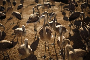 <b class=qtipBold><figcaption>GM1E7861G9U01</figcaption></b><br>Flamingo chicks gather before being ringed at the Fuente de Piedra nature reserve, near Malaga, in southern Spain August 6, 2011. Around 600 flamingos were ringed and measured before being released into the lagoon, which houses one of the largest colonies of flamingos in Europe, according to authorities of the natural reserve. REUTERS/Jon Nazca (SPAIN - Tags: ENVIRONMENT ANIMALS) GM1E7861G9U01
