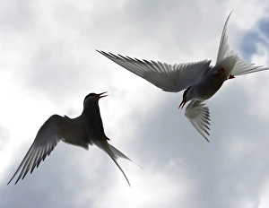 <b class=qtipBold><figcaption>GM1E9C50MYO01</figcaption></b><br>Arctic terns fly above the Farne Islands off the Northumberland coast, northern England July 8, 2013. The Farne Islands, which lie off the coast of northeast England, are home to a huge array of wildlife. The islands are owned and protected by the British conservation charity, the National Trust, which says they host some 23 species of seabird, as well as a substantial colony of grey seals, who come to have their pups there in the autumn. Every five years the National Trust carries out a census of the islands' population of puffins, and this year's survey showed there were almost 40, 000 nesting pairs on the islands - an 8 percent rise from 2008. Picture taken July 8, 2013. REUTERS/Nigel Roddis (BRITAIN - Tags: ANIMALS ENVIRONMENT SOCIETY) ATTENTION EDITORS: PICTURE 09 OF 35 FOR PACKAGE 'FARNE ISLANDS - SEALS, PUFFINS AND SHAGS' TO FIND ALL IMAGES SEARCH 'FARNE ISLANDS' - RTX164MJ GM1E9C50MYO01