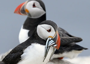 <b class=qtipBold><figcaption>GM1E9C50NMO01</figcaption></b><br>A puffin is seen with sand eels in its beak on the Farne Islands off the Northumberland coast, near Seahouses, northern England, July 8, 2013. The Farne Islands, which lie off the coast of northeast England, are home to a huge array of wildlife. The islands are owned and protected by the British conservation charity, the National Trust, which says they host some 23 species of seabird, as well as a substantial colony of grey seals, who come to have their pups there in the autumn. Every five years the National Trust carries out a census of the islands' population of puffins, and this year's survey showed there were almost 40, 000 nesting pairs on the islands - an 8 percent rise from 2008. Picture taken July 8, 2013. REUTERS/Nigel Roddis (BRITAIN - Tags: ANIMALS ENVIRONMENT SOCIETY) ATTENTION EDITORS: PICTURE 13 OF 35 FOR PACKAGE 'FARNE ISLANDS - SEALS, PUFFINS AND SHAGS' TO FIND ALL IMAGES SEARCH 'FARNE ISLANDS' - RTX164MR GM1E9C50NMO01