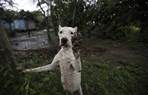 <b class=qtipBold><figcaption>GM2E5BI0OV202</figcaption></b><br>A dog stands in front of his house near the Madeira river in Velho port in northern Brazil, November 17, 2009. REUTERS/Ricardo Moraes (BRAZIL SOCIETY ANIMALS) GM2E5BI0OV202