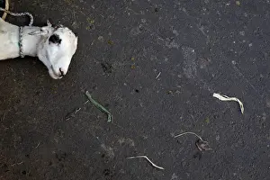 Religion Prints: A goat is prepared to be sell ahead of the Eid al-Adha festival in Jakarta