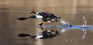 Animal Prints: A Goldeneye runs on the surface of a river near the remote village of Sosnovy Bor