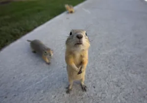 Animal Prints: Gophers line city sidewalks after their homes were flooded in the East Village area