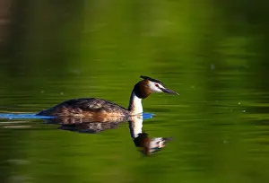Belarus Prints: A great crested grebe swims in a lake near the the town of Vileika