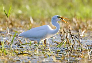 Great egret feeds at a lake near the village of Karpavichi